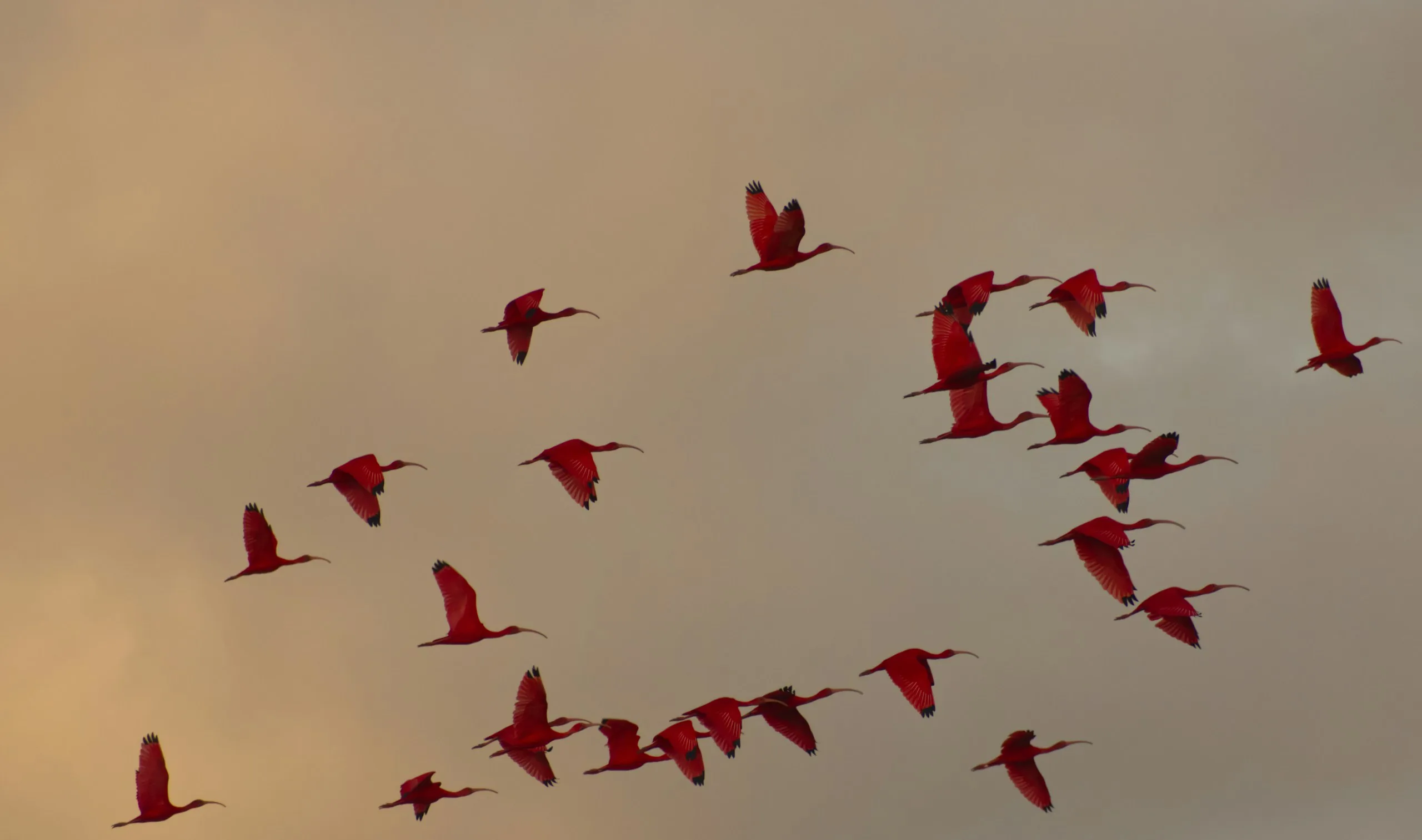 Scarlet Ibises Coming to Roost, Trinidad