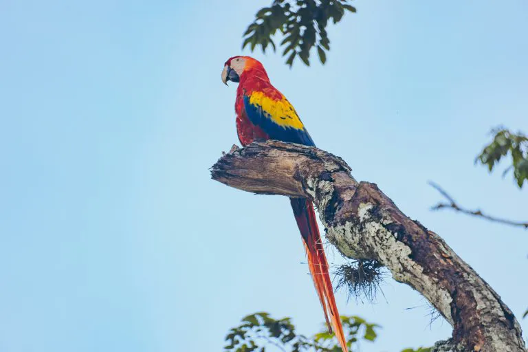 Scarlet Macaw at Copán, Honduras