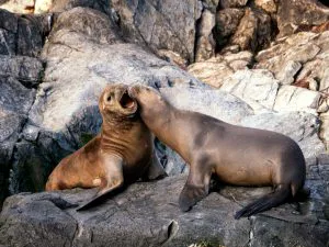 Sea Lions in the Beagle Channel