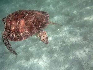 Sea Turtle in the Grenadines