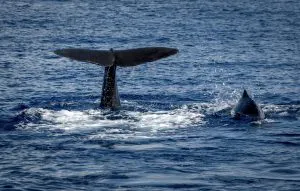 Sperm Whale off Roseau, Dominica