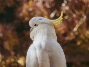 Sulphur-Crested Cockatoo