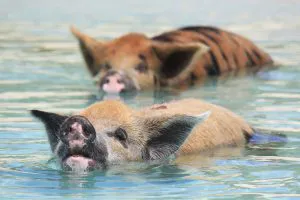 Swimming Pigs in the Exumas
