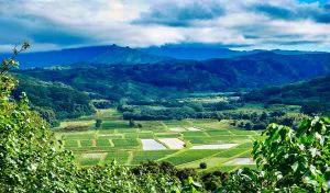 Campos de taro del valle de Hanalei, Kauaʻi