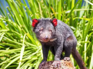 Tasmanian Devil