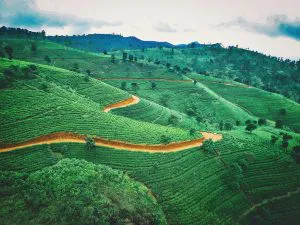 Tea Plantations, Sri Lanka