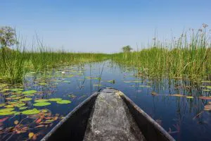 Nenúfares en el delta del Okavango