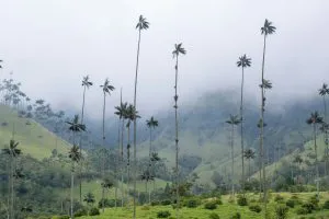 Wax Palms of the Cocora Valley