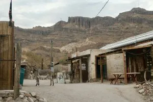 Wild Burros in Oatman, Arizona