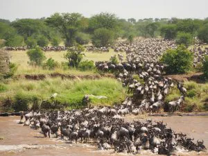 Wildebeest Crossing the Mara River