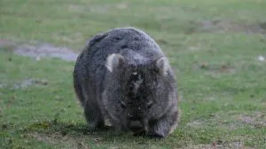 Wombat at Wilsons Promontory