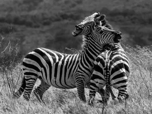Zebras on the Plains