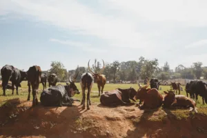 Vacas ankole descansando, Wakiso