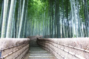 El bosque de bambú de Arashiyama, Kioto