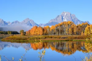 Autumn Aspens below the Teton Range