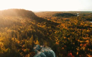 Autumn Forest at Musquodoboit Harbour, Nova Scotia
