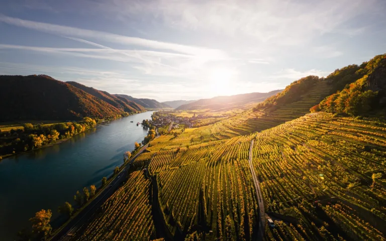 Autumn Vineyards above the Danube, Wachau