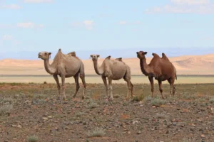Bactrian Camels in the Gobi Desert