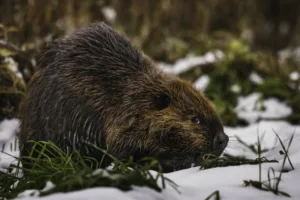 Beaver in the Snow, Canada