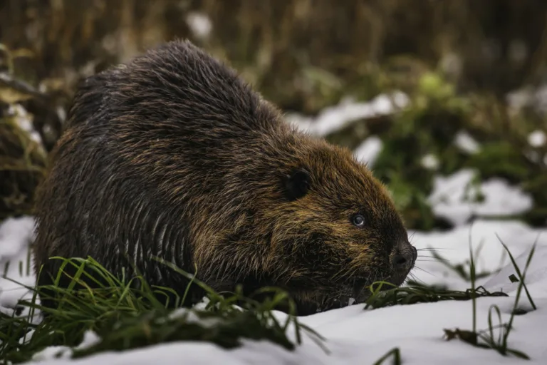 Beaver in the Snow, Canada