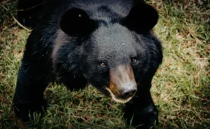 Black Bear near Vancouver, British Columbia