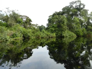 Blackwater on the Likouala-aux-Herbes River