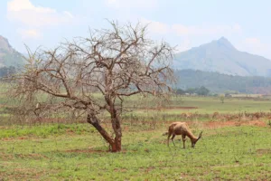Blesbok e impalas en Mlilwane