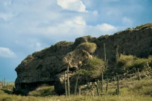 Cacti on Aruba’s Rocky Cliffs