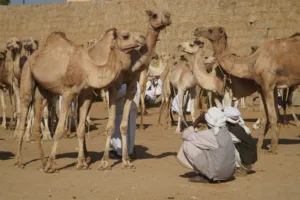 Camel Market in Keren