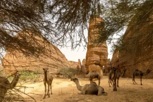 Camellos en el Laberinto, Ennedi