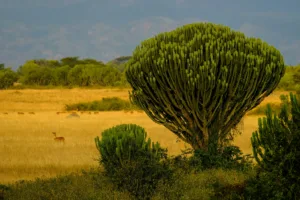 Candelabra Tree on the Savanna, Queen Elizabeth National Park
