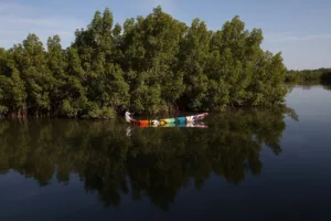 Canoe in the Mangroves, Gambia