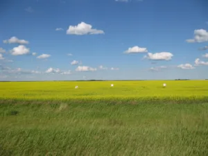 Canola Fields near Estevan, Saskatchewan