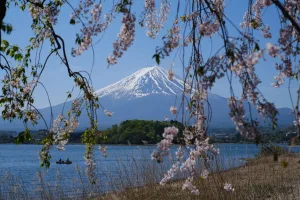 Cherry Blossoms and Mount Fuji, Lake Kawaguchi