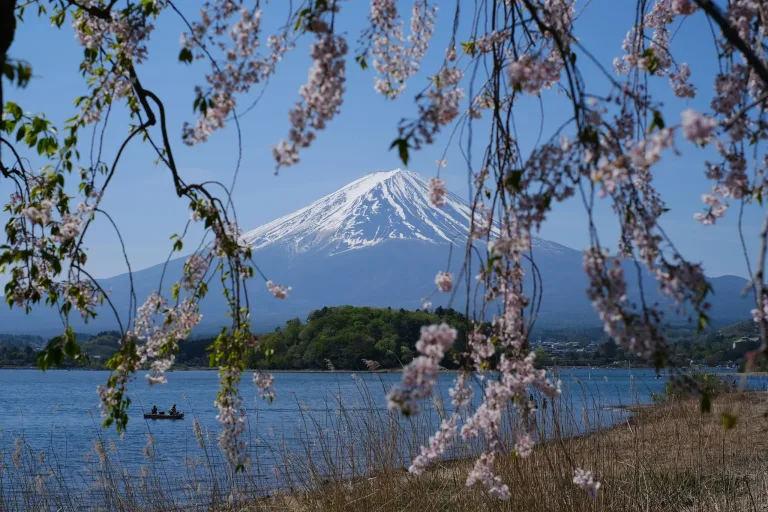 Cherry Blossoms and Mount Fuji, Lake Kawaguchi