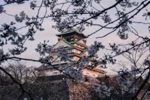 Cherry Blossoms at Osaka Castle