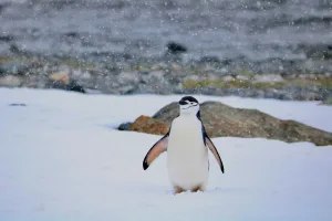 Chinstrap Penguin in the Snow, Antarctica