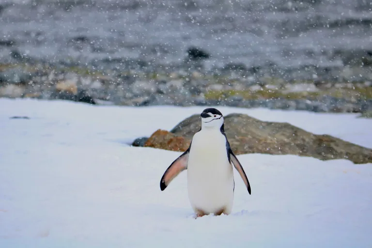 Pingüino barbijo en la nieve, Antártida
