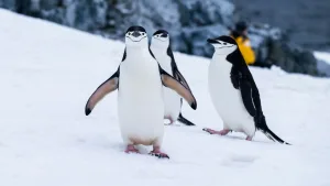 Chinstrap Penguins on Two Hummock Island