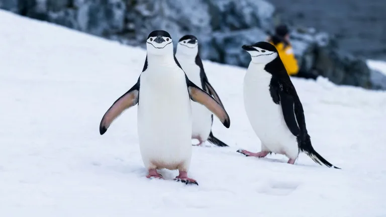Pingüinos barbijos en la isla Two Hummock