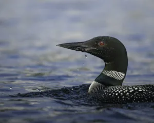 Close-up of a Common Loon, Canada