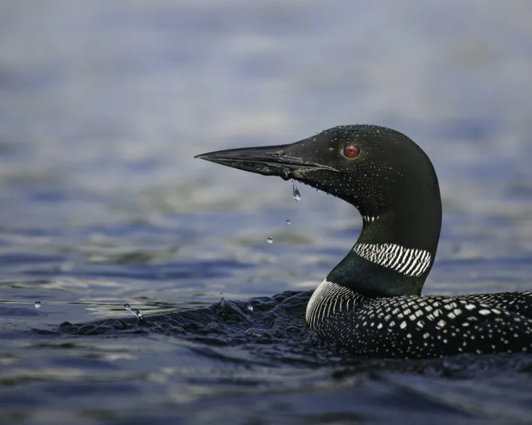 Close-up of a Common Loon, Canada
