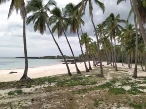Coconut Palms at Mitsamiouli Beach