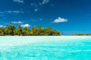 Coconut Palms on Huahine