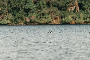 Common Loon on a Lake in Ontario