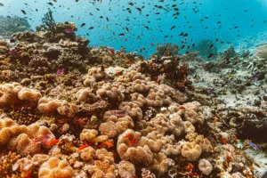 Coral Garden on the Rainbow Reef, Somosomo Strait