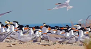 Crested Terns on Kubbar Island