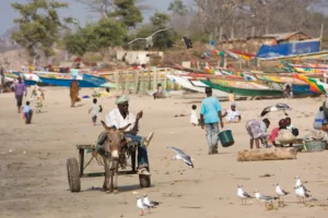 Donkey Cart on a Gambian Beach