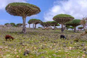 Dragon’s Blood Forest and Goats, Socotra