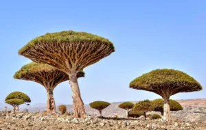 Dragos de Socotra